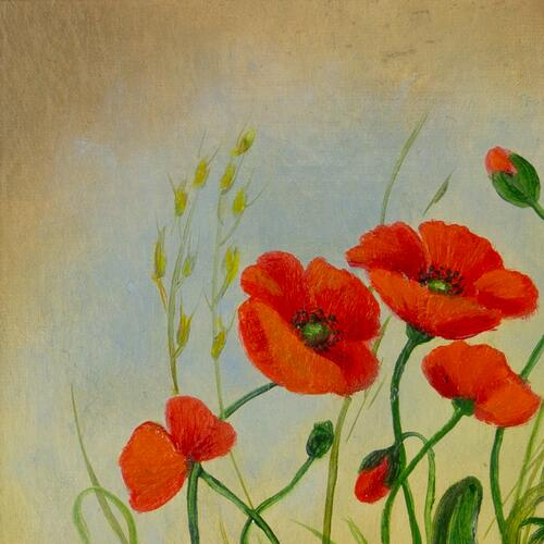 Vibrant Poppies Among Greenery