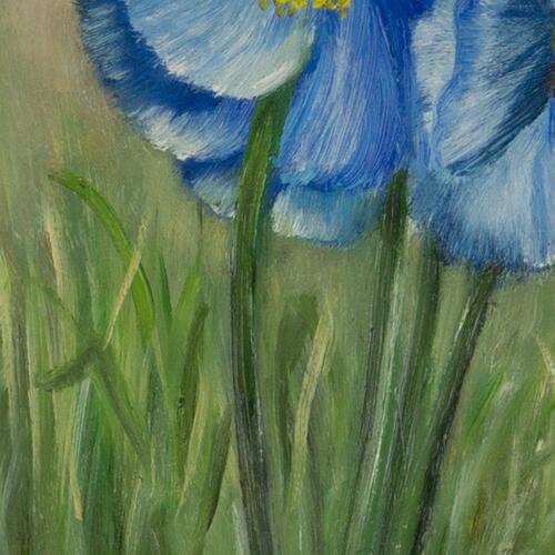 Blue Blossoms in Spring